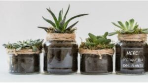 TROC PLANTES - GRAINES @ MAISON ST DONATIEN A DERVAL